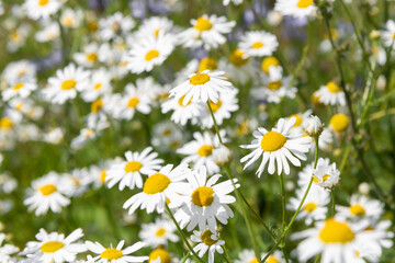 Small daisy flowers on a field on a summer day