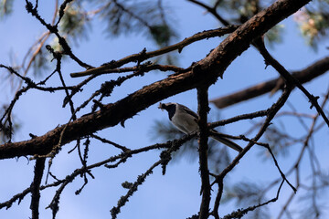 The wagtail with an insect in its beak is a small songbird from the order of passerines, the wagtail family