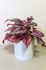 Begonia Rex royal, or Indian Summer (Lat. Begonia Rex), is beautiful houseplant with vibrant, variegated burgundy-green leaves of unusual coloring, growing in white pot on light table