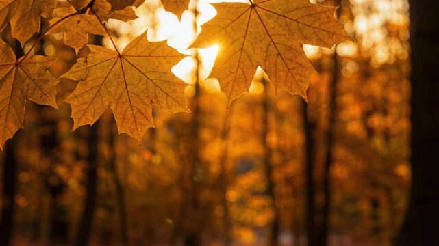 Golden Maple Leaves Illuminated By Warm Sunlight During Autumn Forest Dusk With Soft Bokeh Background