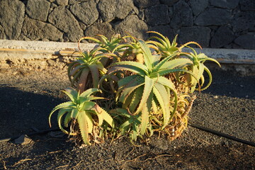 Aloe arborescens Mill., aloe vera, succulent, lanzarote, matagorda, puerto del carmen, august 2025, canary islands