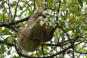 costa rican sloth hanging and climbing up a tree near the universidad de costa rica in san jose