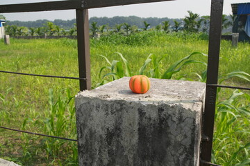 Small Pumpkin on a Concrete Pillar in a Green Field
