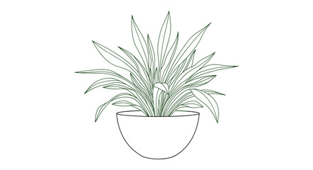 Simple black and white line drawing of a spider plant in a bowl shaped flower pot on white background.