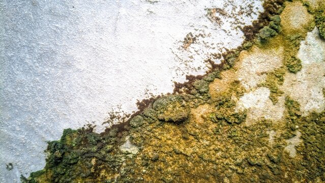 lichen on stone
