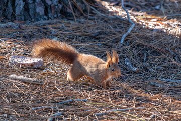 Fototapeta premium Squirrel looking for nuts 