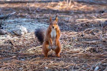 Fototapeta premium Squirrel looking to the camera