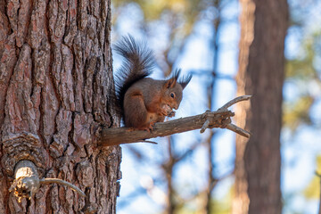 Squirrel eating nuts on a tree branch