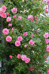 Freising,  Rosen, Kletterrosen, Oberer-, Mittlere- Unterer Graben