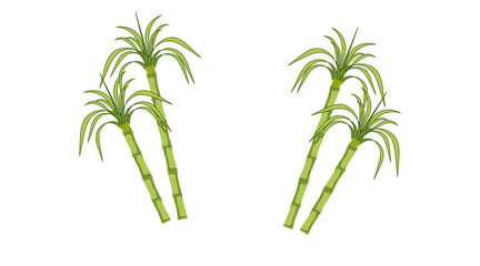 Obraz premium Fresh green sugarcane stalks illustration for harvest festival and agricultural design