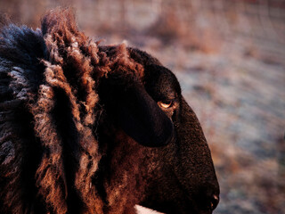 close up of a sheep