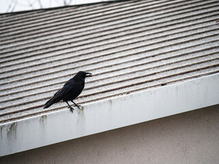 crow on the roof
