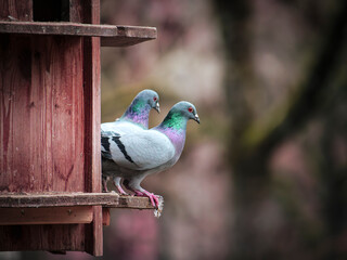blue pigeon on a branch