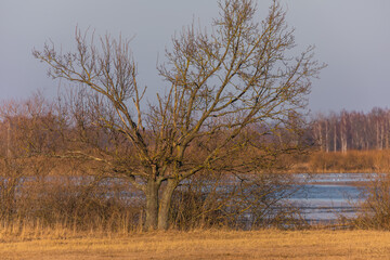 Lone tree in wetland landscape of Biebrza National Park, Poland.