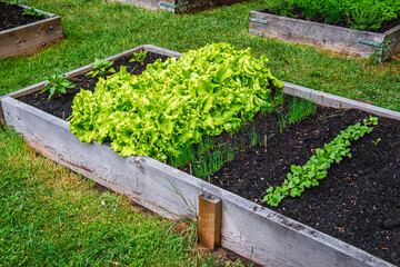 Rows of green vegetables grow an urban community garden
