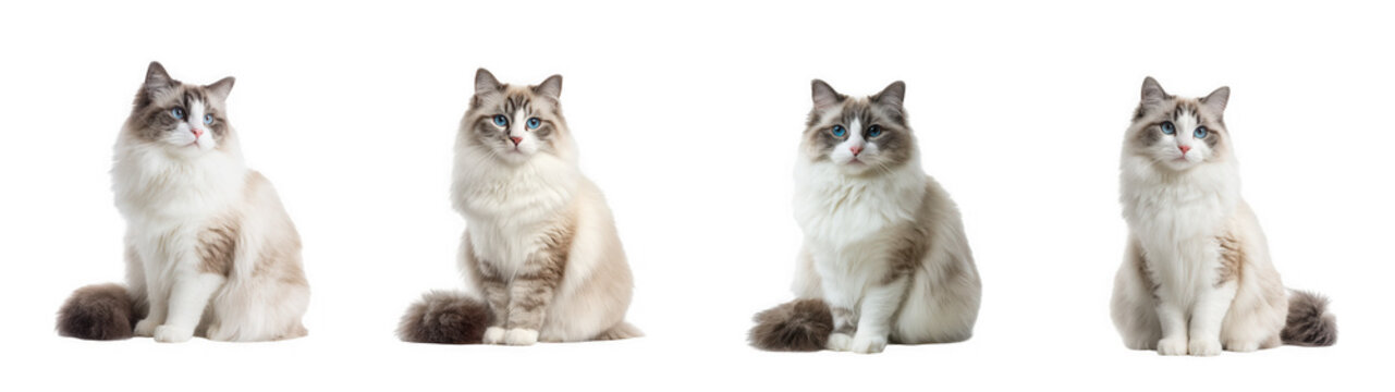 Four adorable ragdoll cats with blue eyes in various poses isolated illustration on transparent background