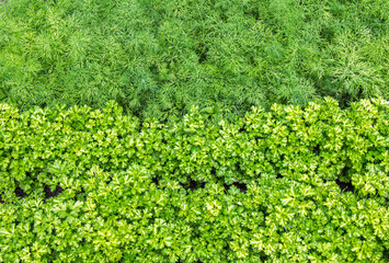 Rows of green herbs grow an urban community garden: parsley and dill.