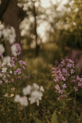 Obraz premium flowers in the field
