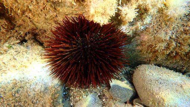 Purple sea urchin, Rock sea urchin or Stony sea urchin (Paracentrotus lividus) undersea, Ligurian Sea, Italy, Imperia