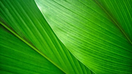 Obraz premium green leaf texture