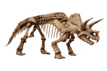 Triceratops skeleton exhibiting prehistoric life and paleontology, an extinct horned dinosaur fossil remains on transparent background