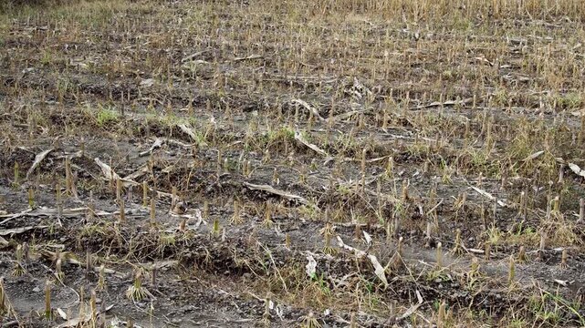Panning view of dry harvested cornfield with cut stalks and brown soil. Agricultural landscape featuring rows of crop residue after farming season in rural countryside.
