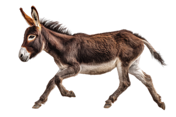 Donkey runs on white background showing movement and energy without distractions or obstacles in the scene