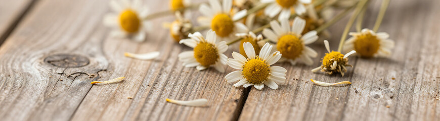 warm captures delicate petals dried chamomile flowers scattered across weathered reclaimed wood surface