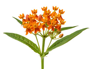 Vibrant orange milkweed flowers with green leaves on transparent backgound