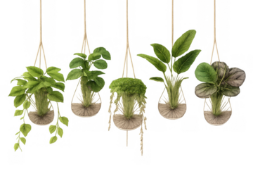 Collection of assorted hanging indoor plants in decorative planters creating a natural and fresh green home decor element