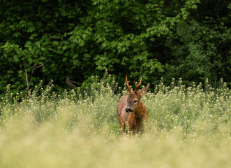 Roe buck coming out of the forest into the green field on a spring morning