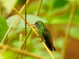Rufous tailed hummingbird perched