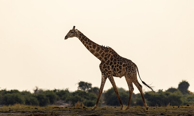 giraffe walking in the savannah © Vollverglasung