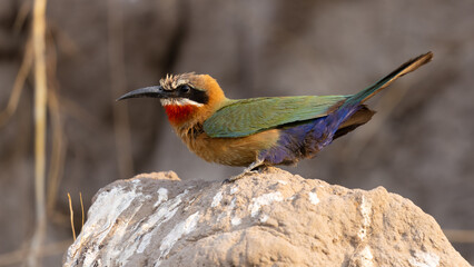White-fronted bee-eater, Merops bullockoides, at Chobe