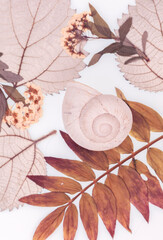 Motyw florystyczny, martwa natura, muszla i liście na białym tle, tapeta, dekoracja.