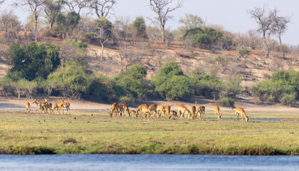 Impalas, Aepyceros © Vollverglasung