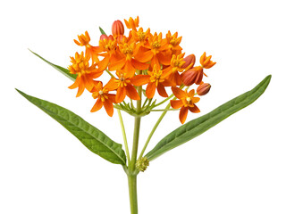 Vibrant orange milkweed flowers with green leaves on black background