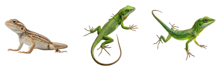Three lizards including a bearded dragon and two green anoles isolated on a transparent background