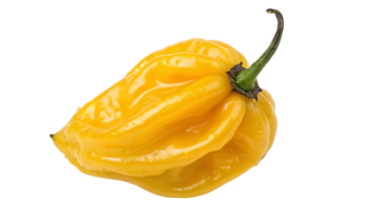 Vibrant yellow habanero pepper on black background