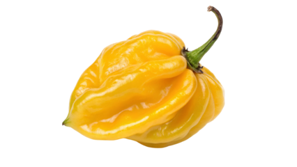 Vibrant yellow ghost pepper isolated on black background