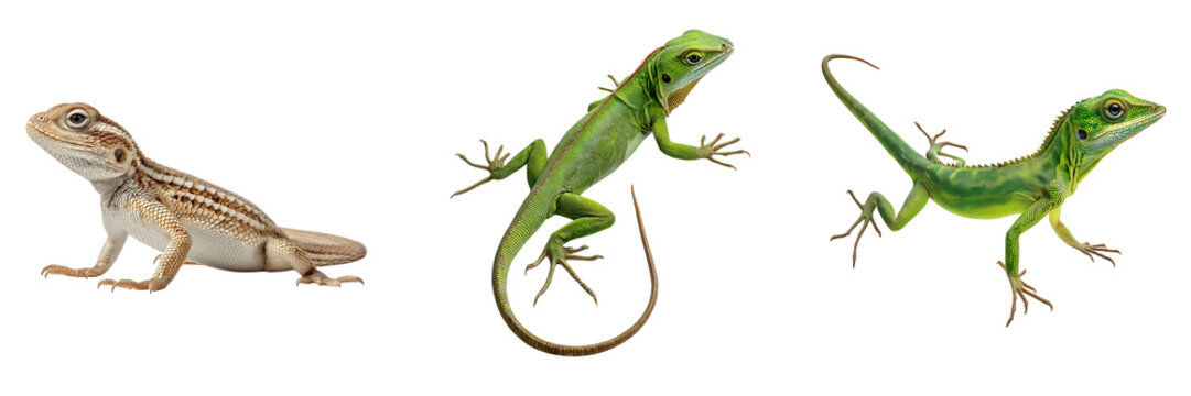 Three lizards including a bearded dragon and two green anoles isolated on a transparent background