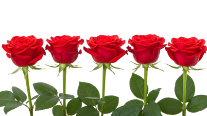 Four beautiful red roses isolated on transparent background