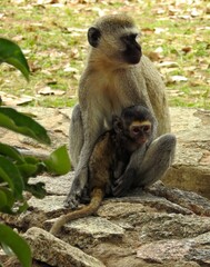 Obraz premium Hilgert's Vervet Monkey (Chlorocebus pygerythrus ssp. hilgerti) with baby in Saanane Island National Park, Tanzania