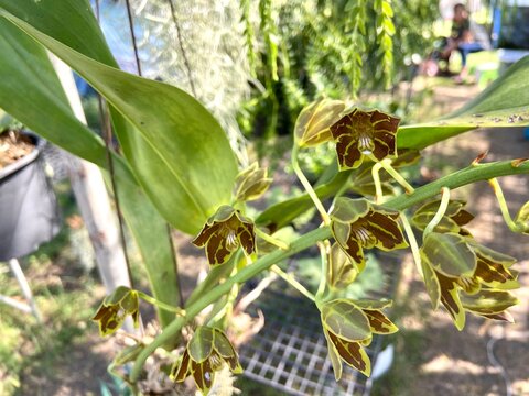 Tiger Orchid Grammatophyllum scriptum Flowers.