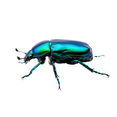 A close-up of an iridescent blue-green beetle for wildlife and insect studies. PNG, transparent, isolated, transparent background.