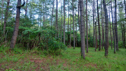 Obraz premium Old carvel pine forest on the island of Sulawesi, high-class forest