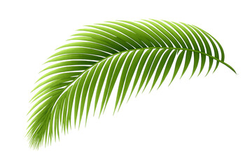 Obraz premium Tropical palm leaf frond vector with transparent background, exotic green foliage element for design