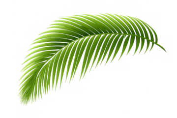 Tropical palm leaf frond vector with transparent background, exotic green foliage element for design