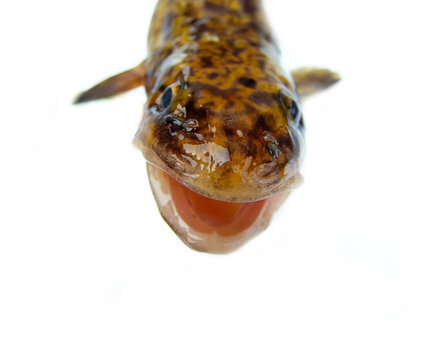 Portrait of an underwater predator. Shooting a burbot's head on a white background