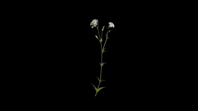 cerastium arvense flower tree swaying in autumn and winter wind, realistic animation with transparent background and alpha channel in 4k
